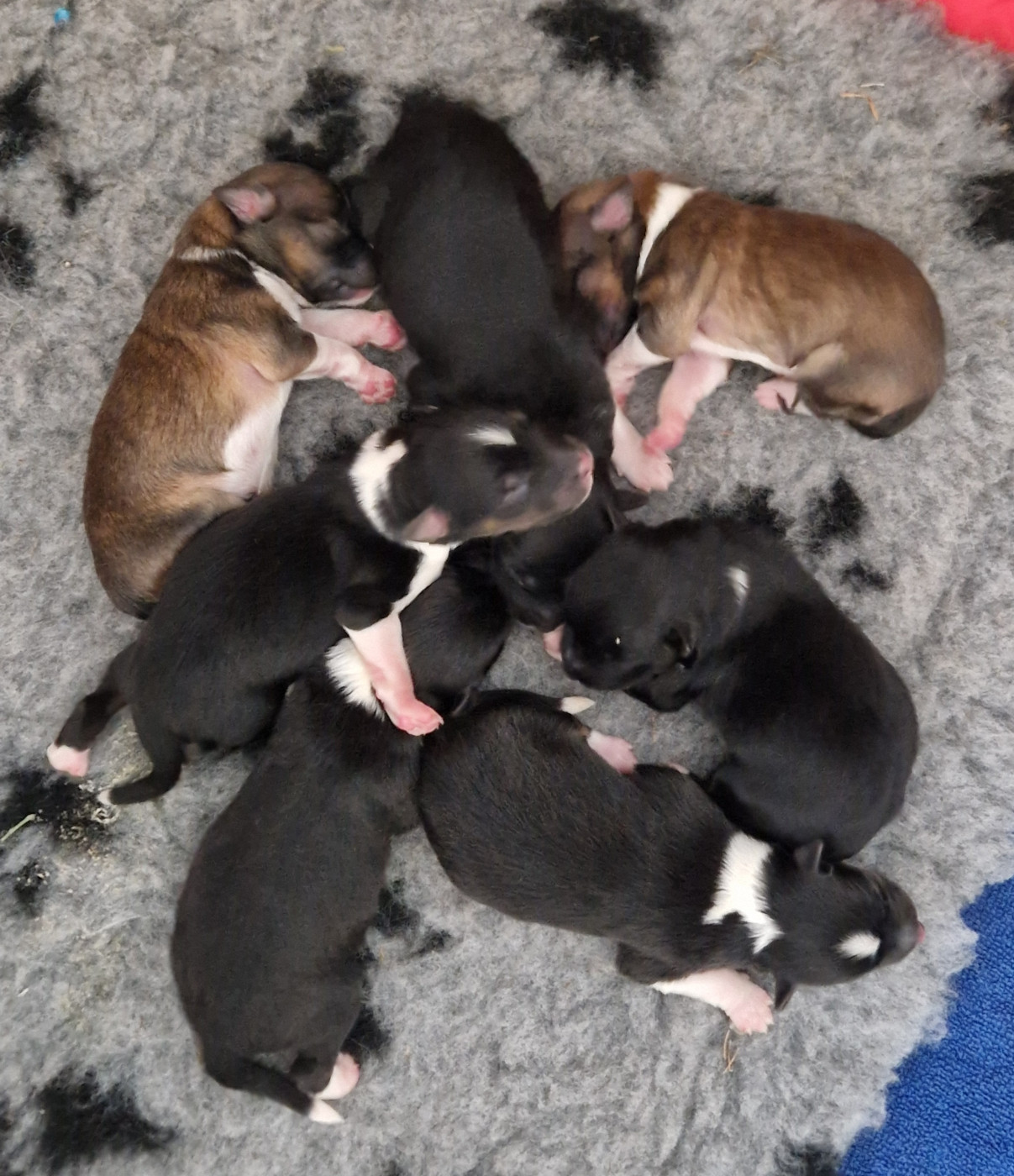 7 chiots sont nés le 7 Décembre 2025