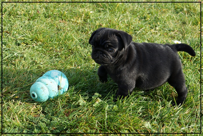 Chiots 2012 - jeux dans le jardin -